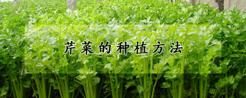 芹菜的種植方法