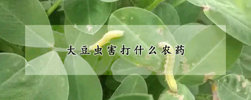 大豆蟲害打什么農(nóng)藥