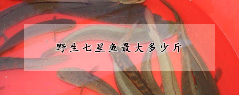 野生七星魚(yú)最大多少斤