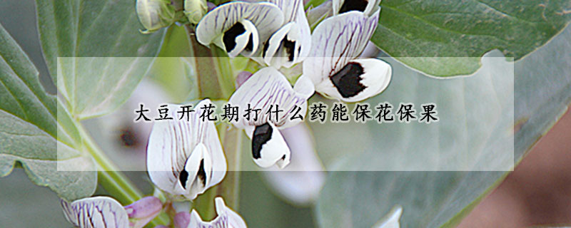 大豆開花期打什么藥能保花保果