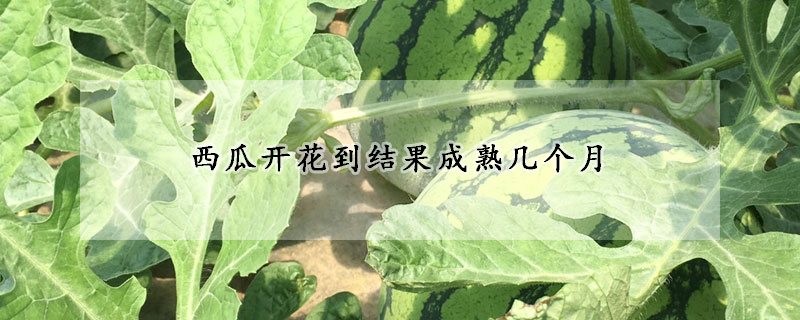 西瓜開(kāi)花到結(jié)果成熟幾個(gè)月