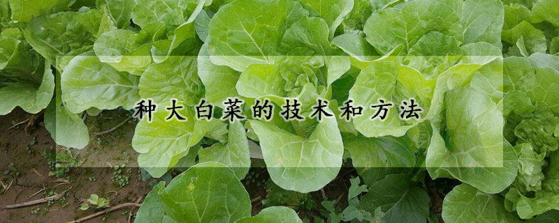 種大白菜的技術(shù)和方法