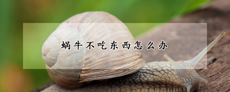 蝸牛不吃東西怎么辦