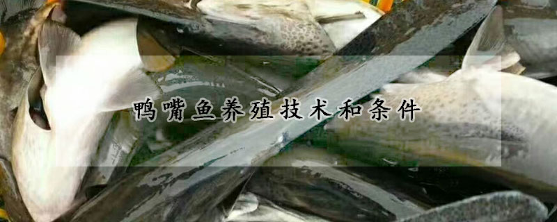 鴨嘴魚(yú)養(yǎng)殖技術(shù)和條件