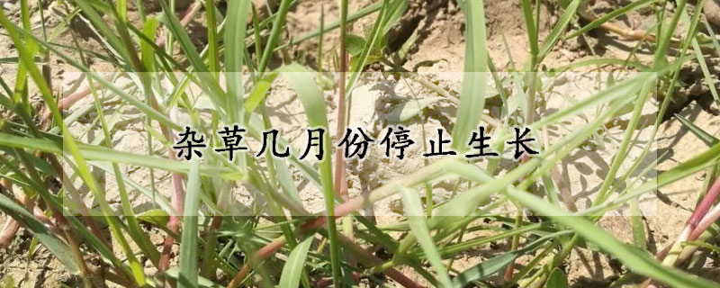 雜草幾月份停止生長