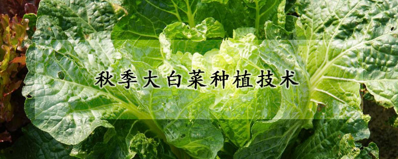 秋季大白菜種植技術(shù)