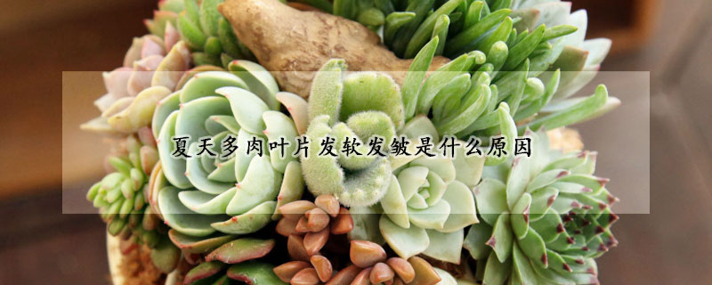 夏天多肉葉片發(fā)軟發(fā)皺是什么原因