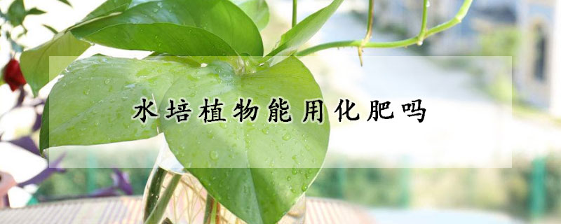 水培植物能用化肥嗎