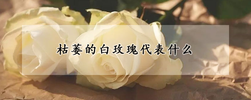 枯萎的白玫瑰代表什么