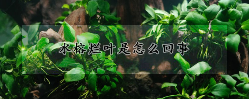 水榕爛葉是怎么回事