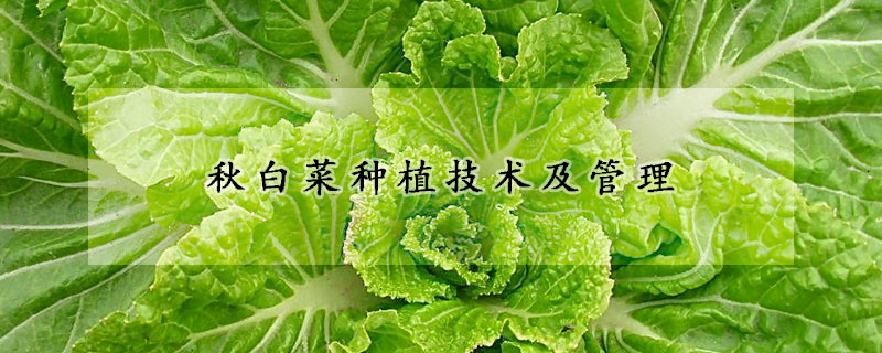 秋白菜種植技術(shù)及管理