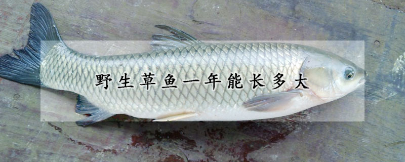 野生草魚一年能長多大