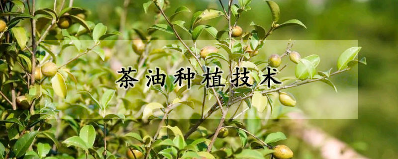 茶油種植技術