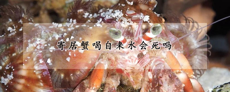 寄居蟹喝自來水會死嗎