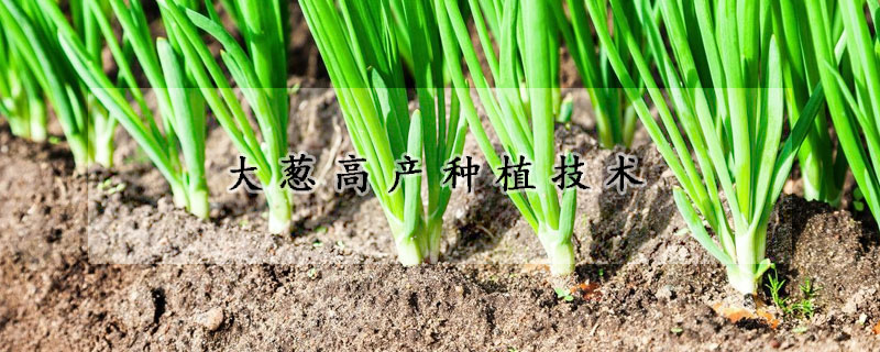 大蔥高產種植技術