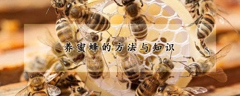 養(yǎng)蜜蜂的方法與知識(shí)