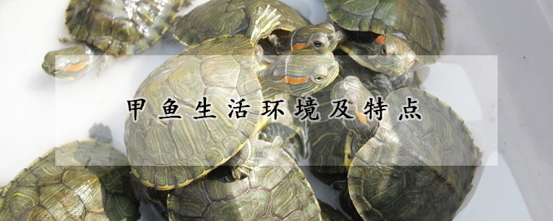 甲魚生活環(huán)境及特點(diǎn)