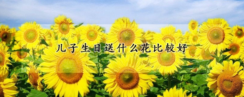 兒子生日送什么花比較好