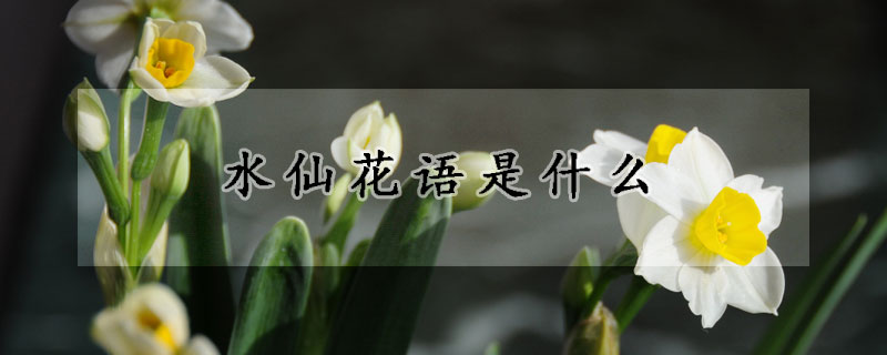 水仙花語是什么