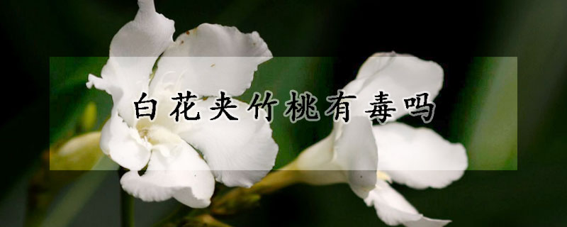 白花夾竹桃有毒嗎