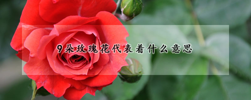 9朵玫瑰花代表著什么意思