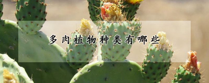 多肉植物種類(lèi)有哪些