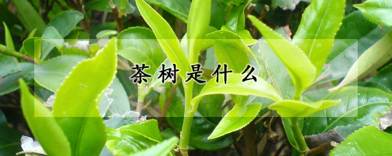 茶樹是什么