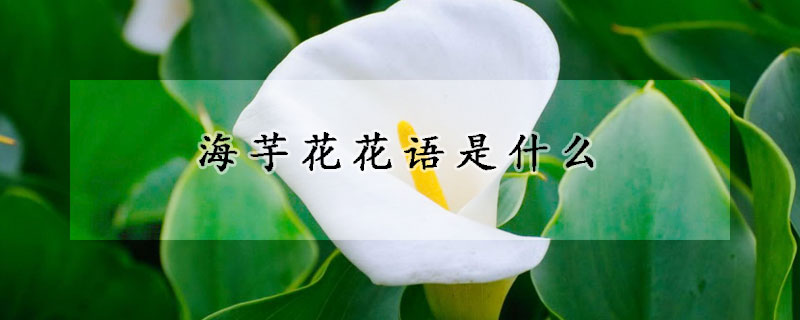 海芋花花語是什么