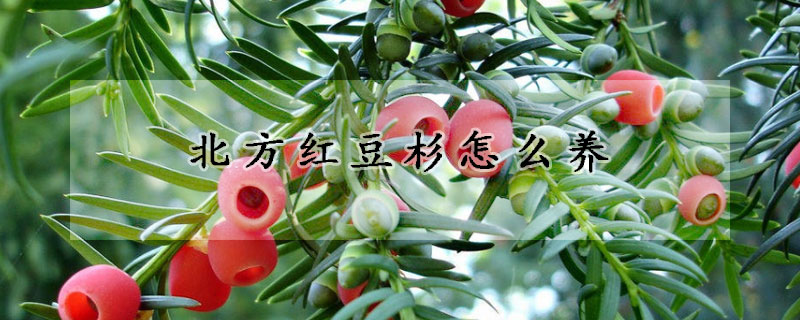 北方紅豆杉怎么養(yǎng)