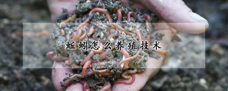 蚯蚓怎么養(yǎng)殖技術(shù)