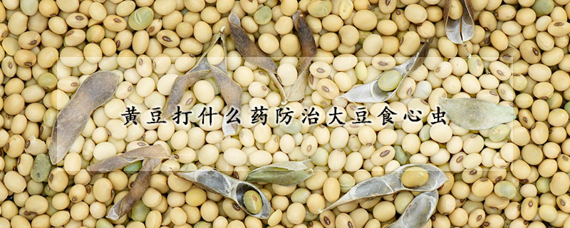 黃豆打什么藥防治大豆食心蟲