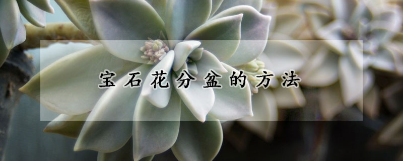 寶石花分盆的方法