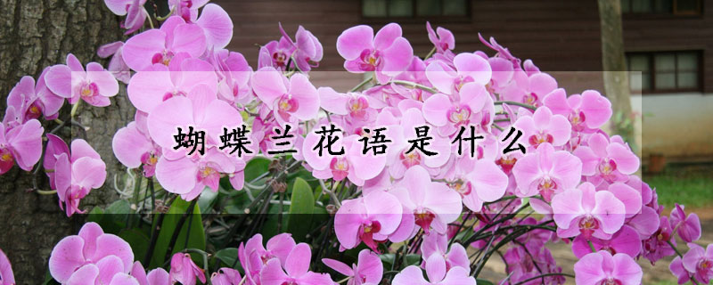 蝴蝶蘭花語是什么