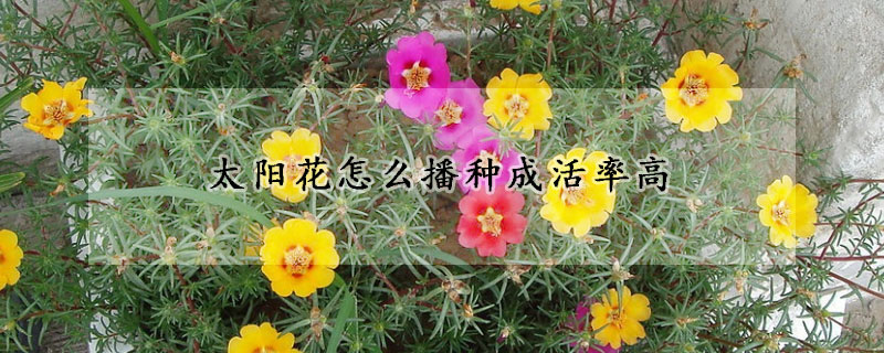 太陽花怎么播種成活率高