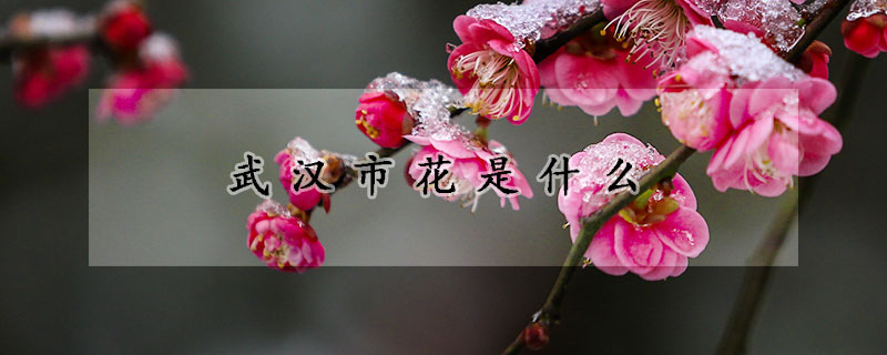 武漢市花是什么