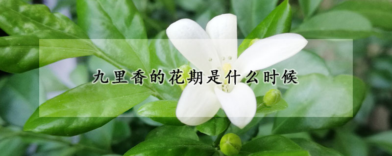 九里香的花期是什么時候