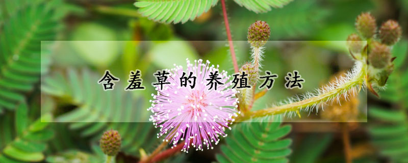 含羞草的養(yǎng)殖方法