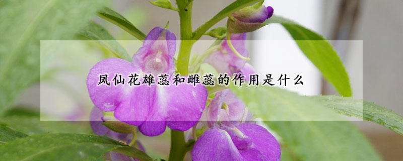 鳳仙花雄蕊和雌蕊的作用是什么