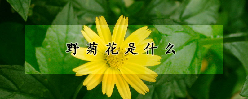 野菊花是什么