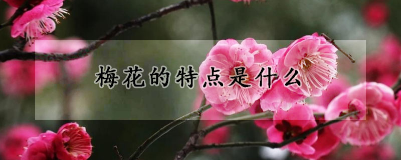 梅花的特點(diǎn)是什么