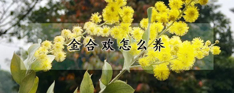 金合歡怎么養(yǎng)