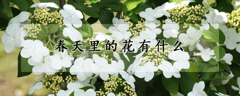 春天里的花有什么