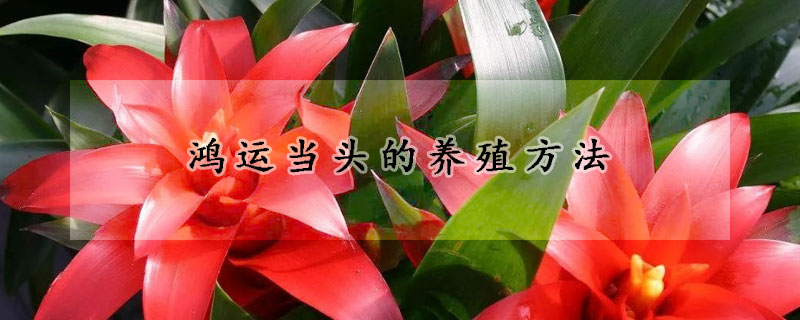 鴻運(yùn)當(dāng)頭的養(yǎng)殖方法