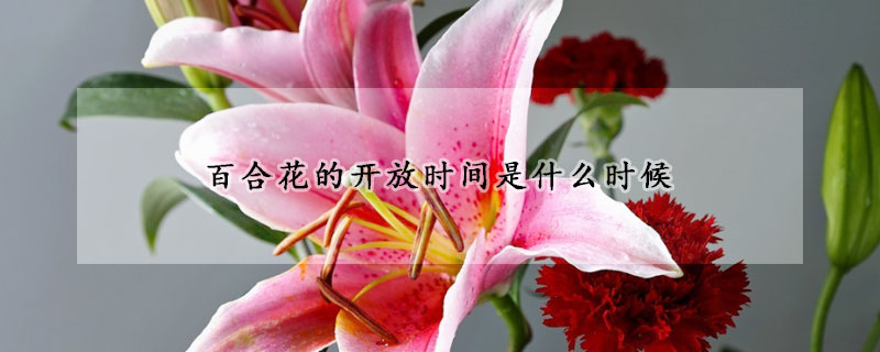 百合花的開放時(shí)間是什么時(shí)候