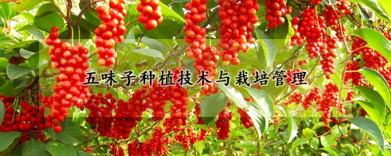 五味子種植技術(shù)與栽培管理