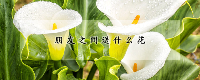 朋友之間送什么花