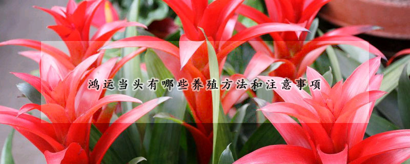 鴻運(yùn)當(dāng)頭有哪些養(yǎng)殖方法和注意事項(xiàng)