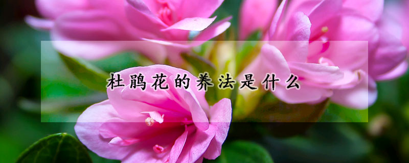 杜鵑花的養(yǎng)法是什么