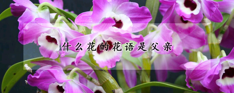 什么花的花語是父親