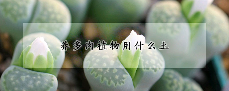 養(yǎng)多肉植物用什么土